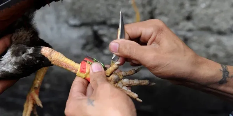 Chia sẻ mẹo chơi đá gà cựa dao là gì hiệu quả cho người mới